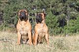 BULLMASTIFF 012